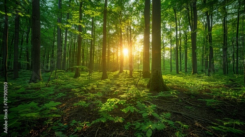 enchanting springtime forest, setting sun casting golden rays through lush leaves, epitome of nature's renewal, vibrant, essence of sustainability, AI Generative photo
