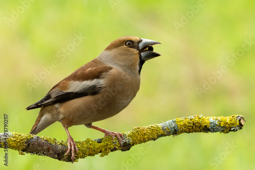 Foto Male hawfinch feeding on a tree branch