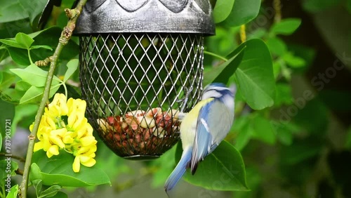 Eurasian blue tit (Cyanistes Caeruleus) bird pecking peanuts from acorn shaped bird feeder in spring blossom photo