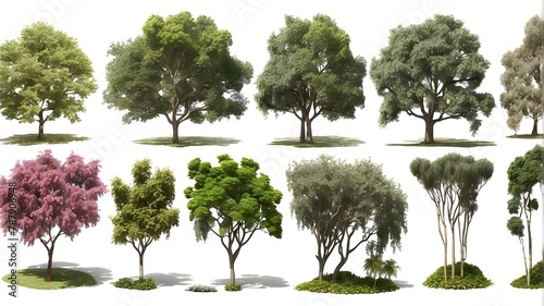 a group of garden privet trees in top view with a clear background in 3D photo