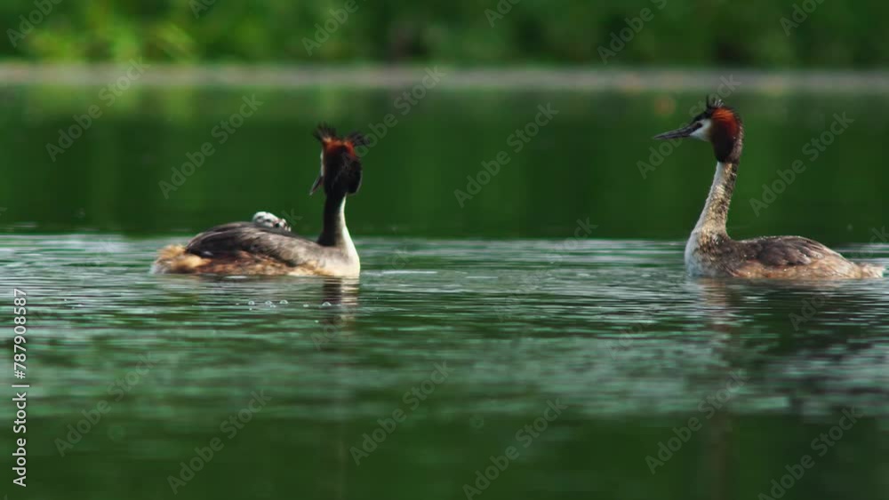A crested grebe (Podiceps cristatus) family with young swims on a pond and feeds the chicks in Erfurt, Thuringia, Germany, Europe A crested grebe (Podiceps cristatus) family with young swims on a pond and feeds the chicks in Erfurt, Thuringia, Germany, Europe