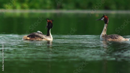 A crested grebe (Podiceps cristatus) family with young swims on a pond and feeds the chicks in Erfurt, Thuringia, Germany, Europe photo