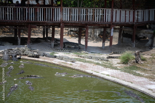 Crocodile Alligator swims in swamp water, showcasing its sharp teeth and fierce gaze amidst the wild Florida nature
