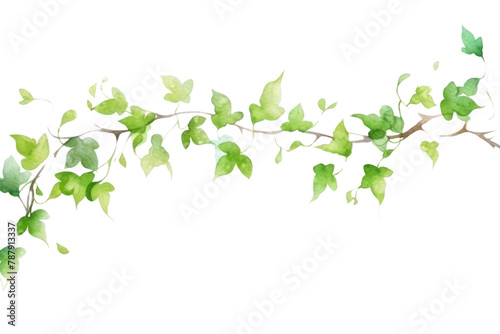 PNG Vine nature plant leaf