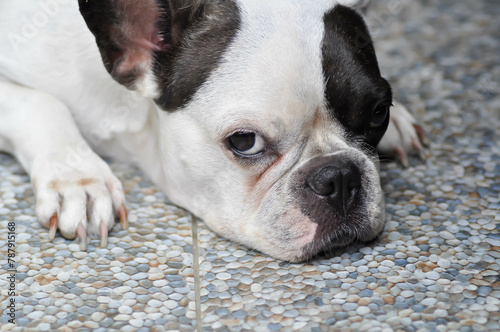 dog or French bulldog , sleepy French bulldog