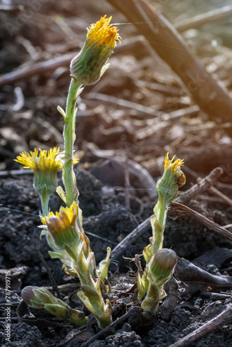 the very first spring flowers on bare soil in early spring. Sunset, dawn, evening.