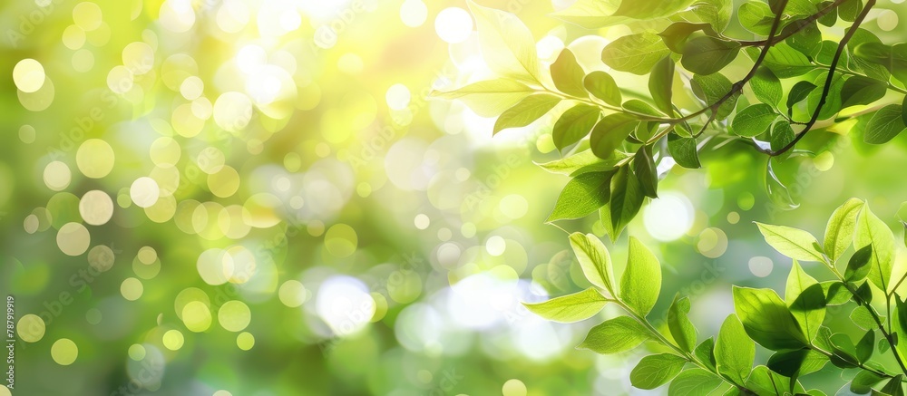 Background of spring with blurred background of green tree leaves Background of spring with blurred background of green tree leaves