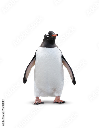 Gentoo penguin isolated on white background. © Nancy Pauwels