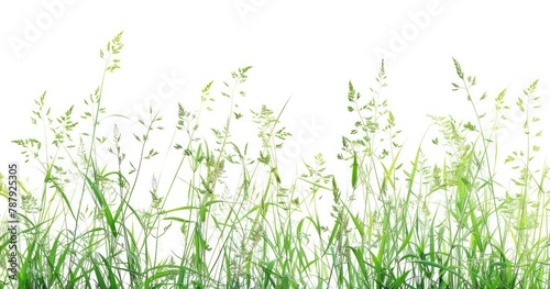 green grass and flower isolated on white