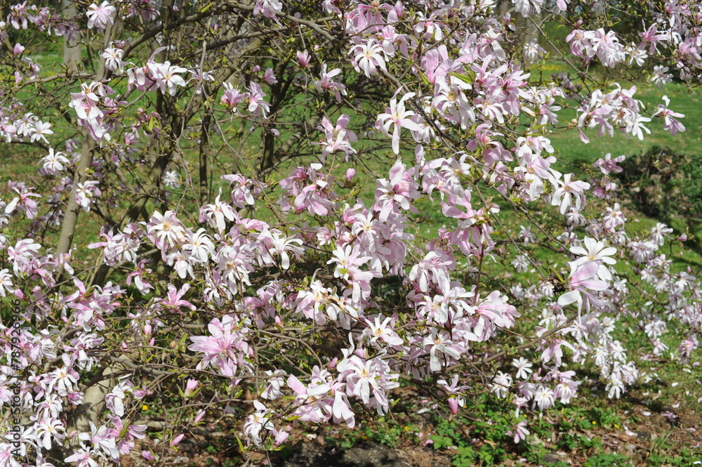 White and pink magnolia flowers in full bloom and blossom with beautiful petals on a sunny day in a garden in spring