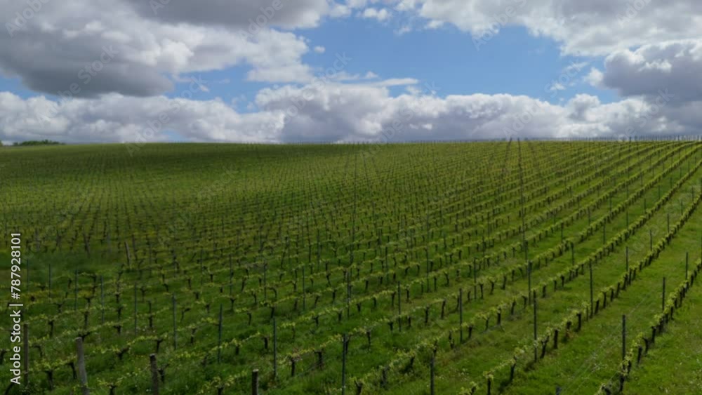 Aerial view of vineyard in spring at sunrise, Bordeaux Vineyard, Langoiran, Gironde, France, High quality 4k footage Aerial view of vineyard in spring at sunrise, Bordeaux Vineyard, Langoiran, Gironde, France, High quality 4k footage
