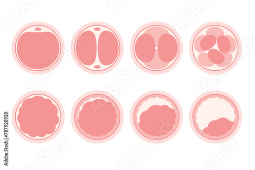 Stages of Embryo Development. Educational medical information. Flat vector illustration.