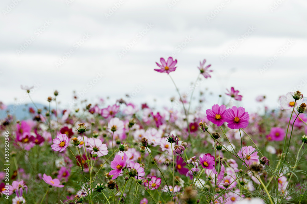 View of the cosmos flowers View of the cosmos flowers