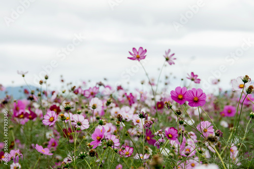View of the cosmos flowers