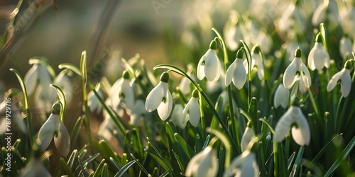 Sunlit Snowdrops Emerging in Spring, Gentle White Flowers Against Soft Green Background, Symbol of New Beginnings and Hope