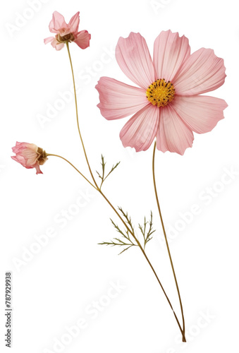 PNG Real Pressed a cosmos flower blossom petal
