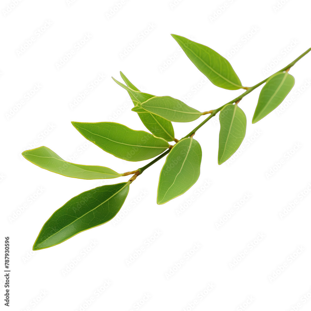 A branch of Laurel SVG isolated on transparent background