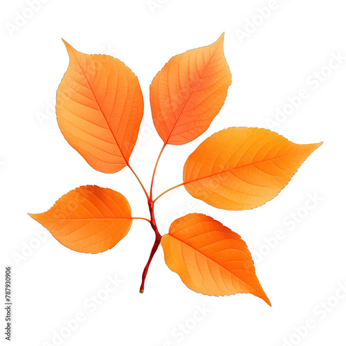 orange leaves on SVG isolated transparent background