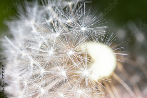 Fluff on dandelions as a background. Extreme macro