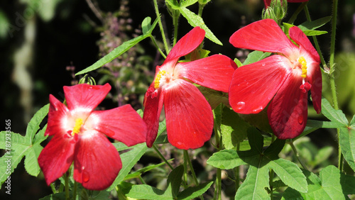 Musk mallow plant in bloom with beautiful red flowers