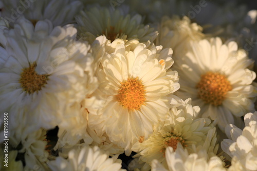 White daisy flowers