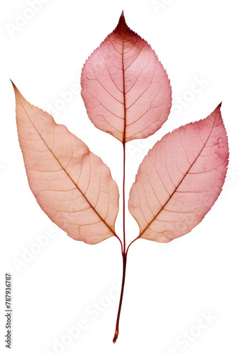 PNG Rose leaves plant leaf red