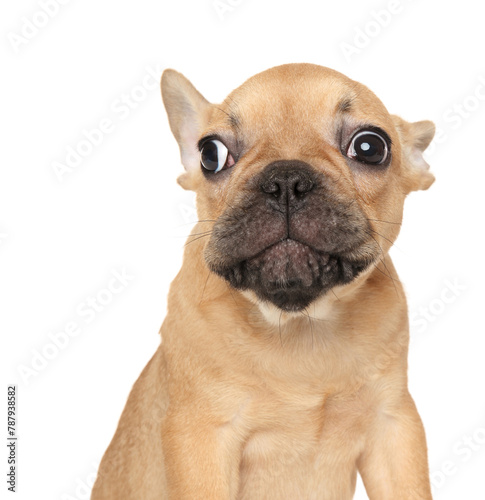Frightened French Bulldog puppy on white background