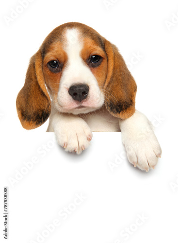 Obraz na płótnie Surprise from a Beagle w salonie
