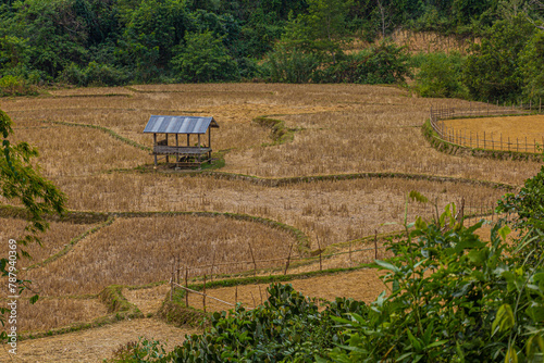 Rice fields near Muang Ngoi Neua village, Laos.