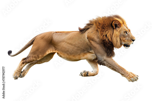 male lion is running isolated on transparent background