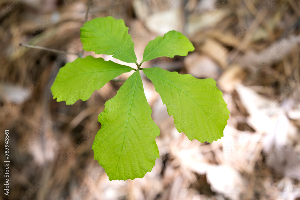 Fototapeta premium young oak tree