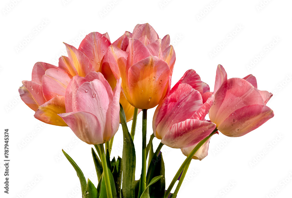 Fototapeta premium Pink tulips flowers on a white background