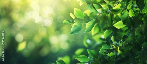 Green leaves on a blurred background  with room for text. Springtime is portrayed.