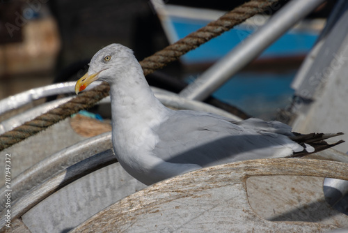 Close up of a Seagull sitting on a fishing boat