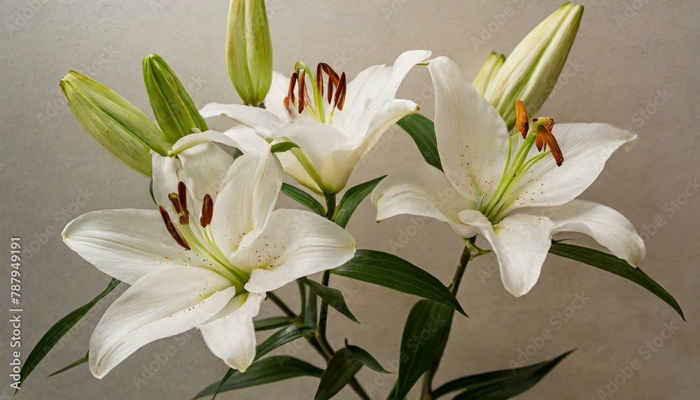 Ethereal Elegance: Close-up of White Lilies Symbolizing Gentleness, Purity, and Virtue on a Light Background Ethereal Elegance: Close-up of White Lilies Symbolizing Gentleness, Purity, and Virtue on a Light Background