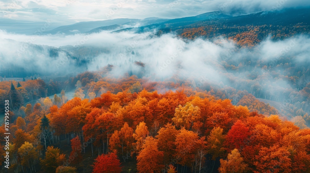 Aerial view of beautiful orange trees on the hill and mountains in low clouds at sunrise in autumn in Ukraine.
