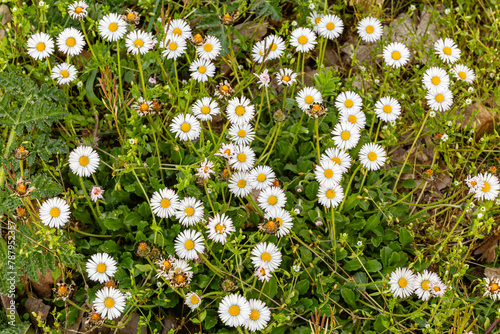 Bellis perennis. Lesser or common daisies in a forest clearing.