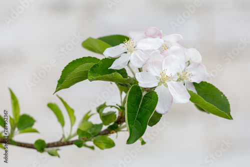 Apple tree, branch with leaves and flowers of the fruit tree. Malus domestica.