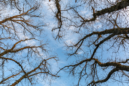 View from below of oak trunks and branches with blue sky with clouds in the background.