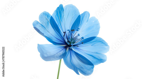 Blue flowers isolated on a transparent background