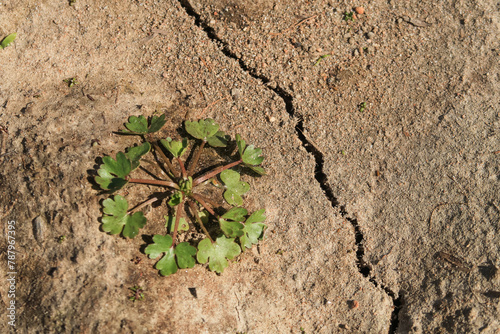 Drought dry lack water grass flower crack soil sun