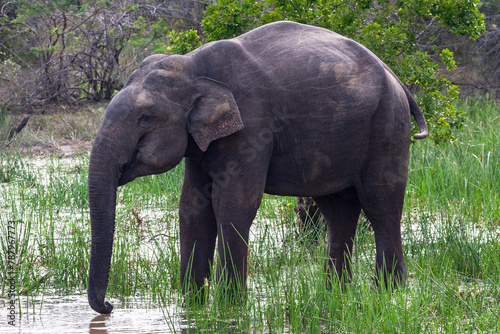 Yala National Park, Southern and Uva Provinces, Sri Lanka