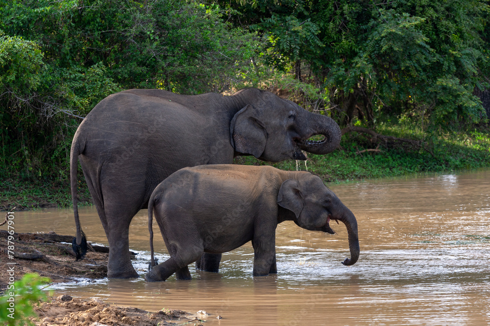 Yala National Park, Southern and Uva Provinces, Sri Lanka
