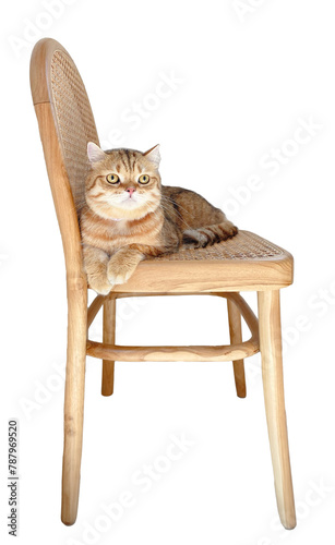 Ginger cat, Scottish Fold Cat breed, lying on a wooden chair on a white background.