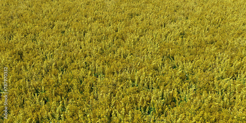 agriculture rapeseed field