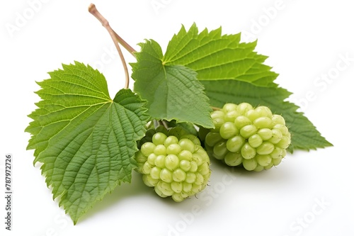 Mulberry with leaf fruit on white background