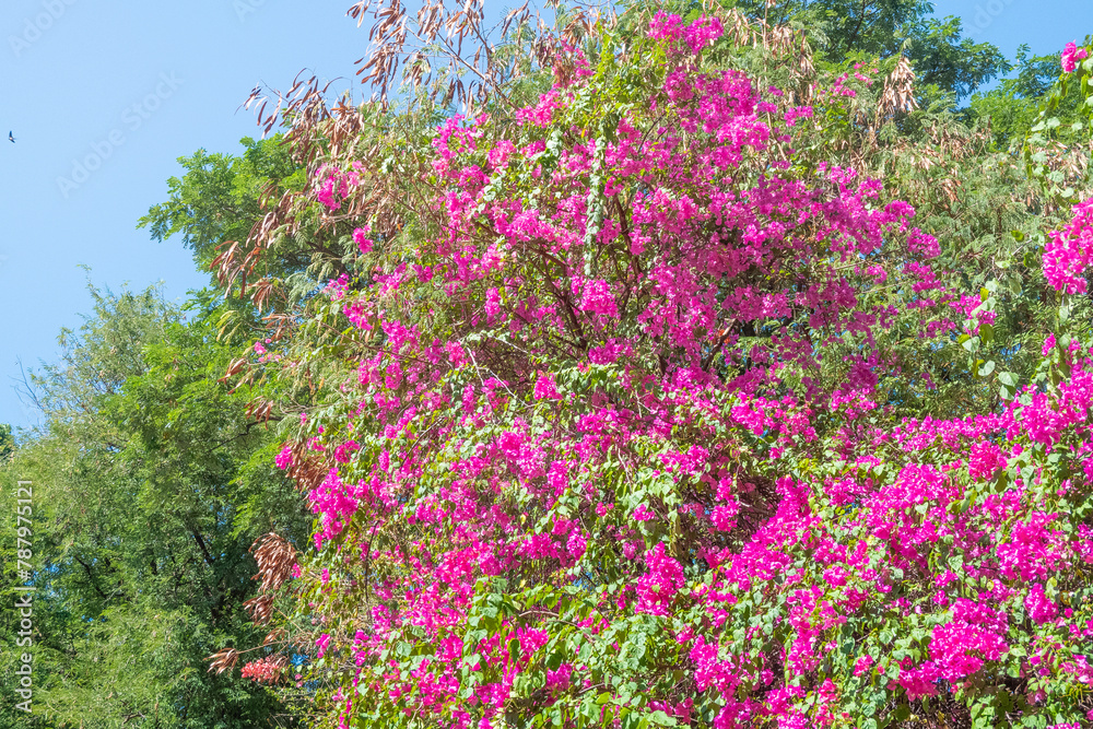 Pink bougainvillea flower on the wall,summer spanish bougainvillea flowers,Colorful bougainvillea tree in bloom,Tropical flora for background,Copy text space.