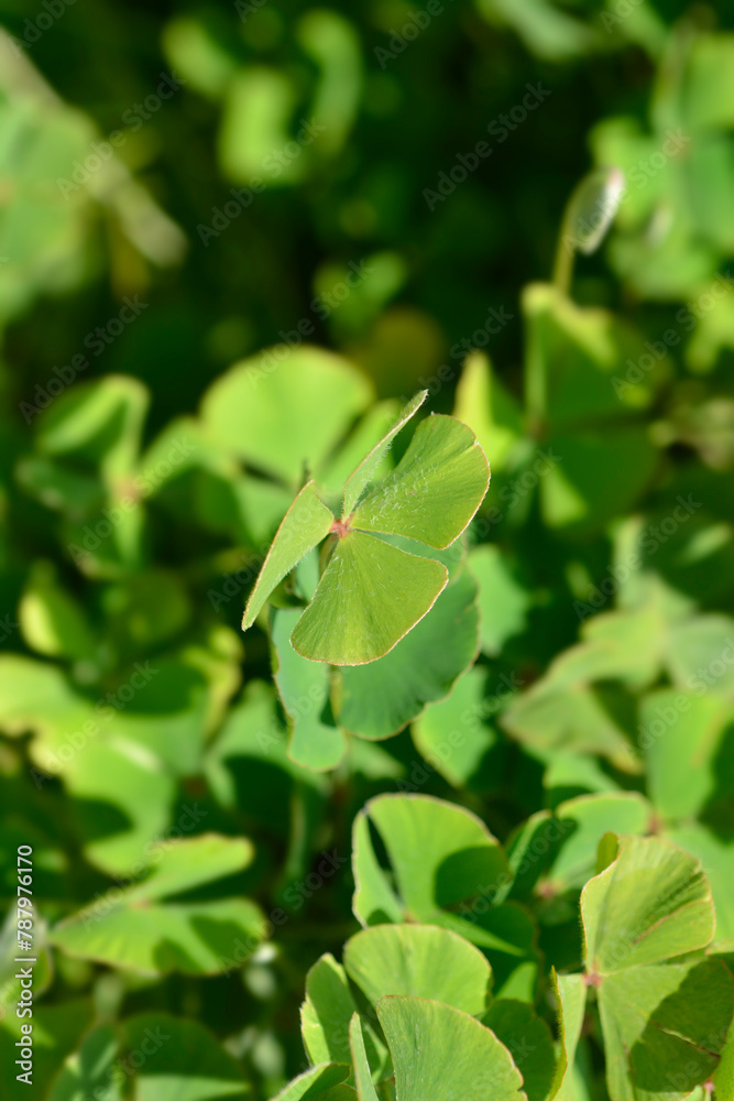 Four leaf pepperwort leaves Four leaf pepperwort leaves