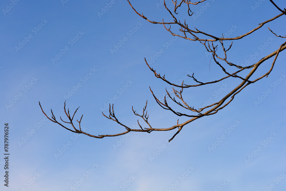Obraz premium Tree of heaven branch in winter