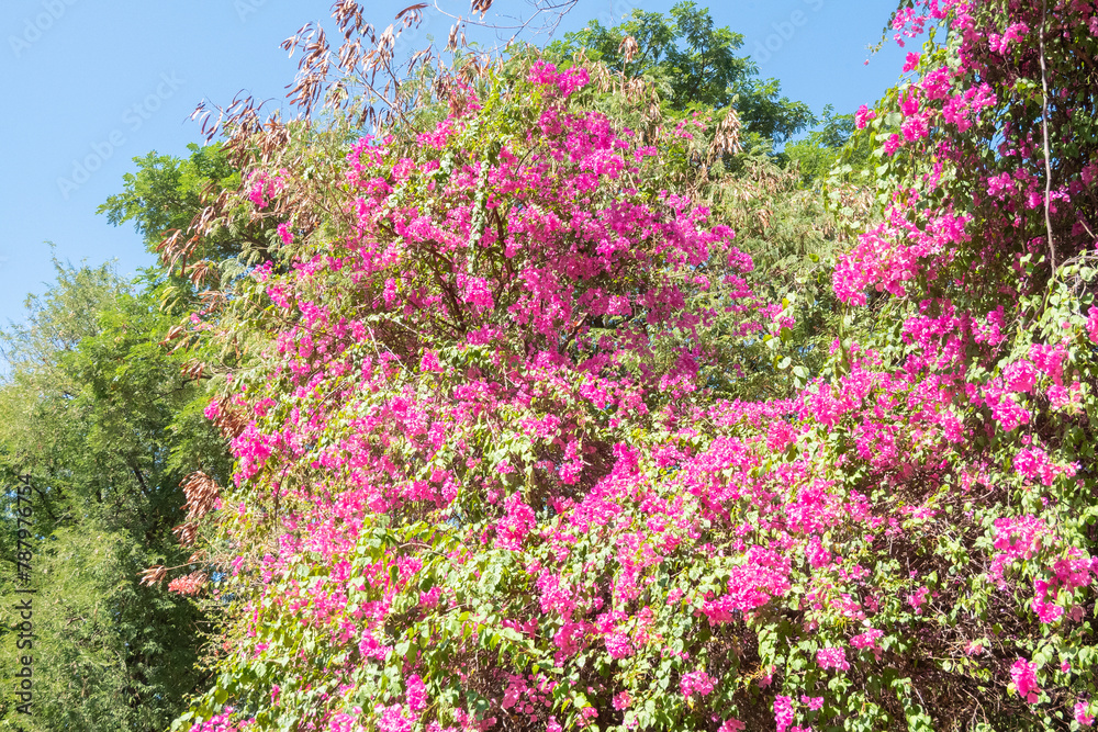 Pink bougainvillea flower on the wall,summer spanish bougainvillea flowers,Colorful bougainvillea tree in bloom,Tropical flora for background,Copy text space.
